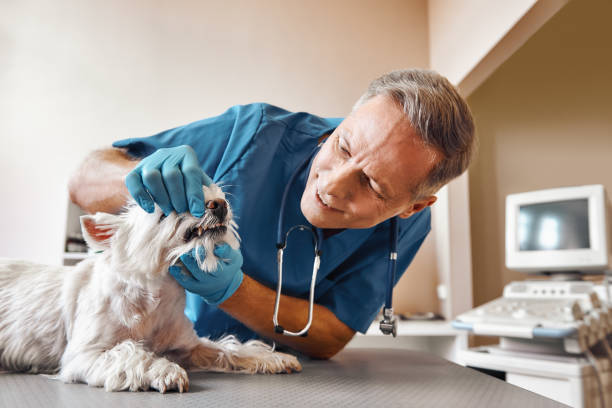 Tooth Infection Emergency Dentist in MA